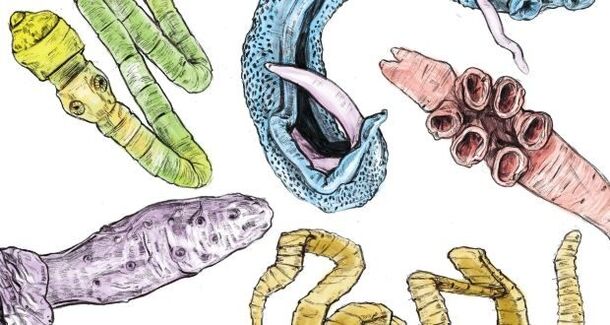 Рингтегі киска үшін